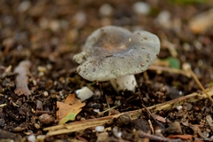 Russula parazurea