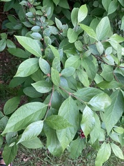 Calycanthus floridus