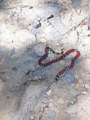 Micrurus dumerilii colombianus