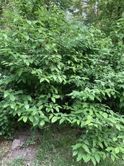 Calycanthus floridus