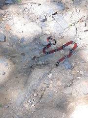 Micrurus dumerilii colombianus