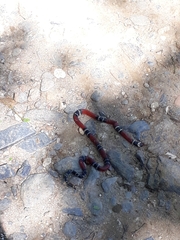 Micrurus dumerilii colombianus