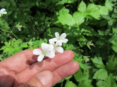 Geranium krylovii