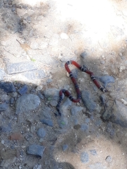 Micrurus dumerilii colombianus