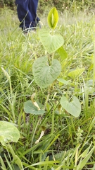 Aristolochia pallida