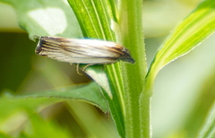 Eucosma radiatana