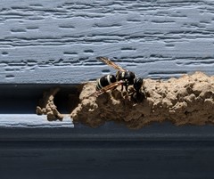 Ancistrocerus waldenii