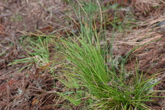 Carex brunnea