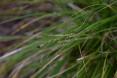 Carex brunnea