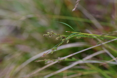 Carex brunnea
