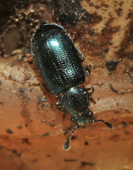 Necrobia violacea