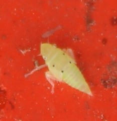Neocoelidia vittapennis