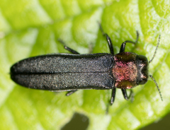 Agrilus ruficollis