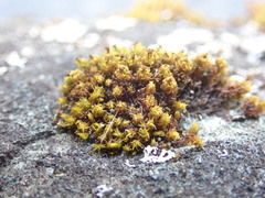 Plenogemma phyllantha