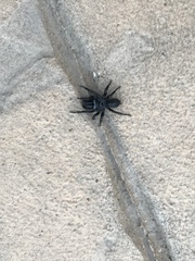 Sphodros niger