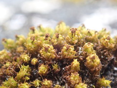 Plenogemma phyllantha