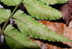 Asplenium abscissum