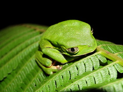 Phyllomedusa burmeisteri