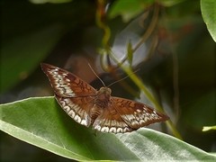 Euthalia monina monina