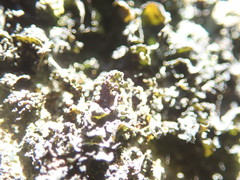 Blennothallia fecunda