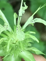 Monarda clinopodia