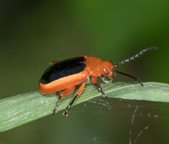 Disonycha discoidea