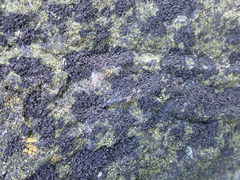 Blennothallia fecunda