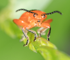 Disonycha discoidea