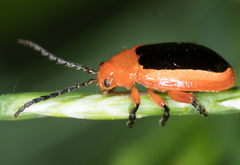 Disonycha discoidea