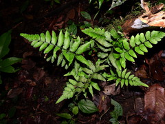 Asplenium abscissum