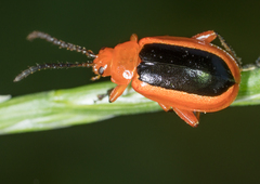 Disonycha discoidea