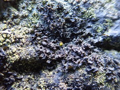 Blennothallia fecunda