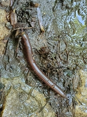 Narceus americanus