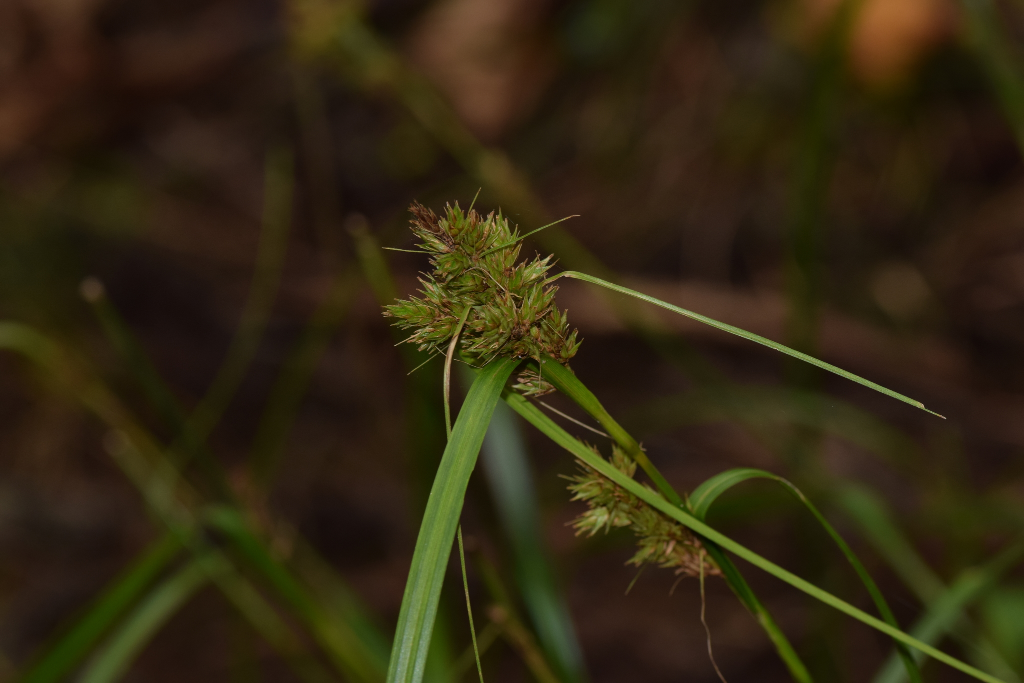 Carex wahlenbergiana