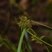Carex wahlenbergiana - Photo 由 José Ignacio Márquez Corro 所上傳的 (c) José Ignacio Márquez Corro，保留部份權利CC BY-NC