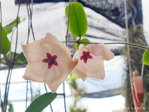 Hoya patella Schltr. 2