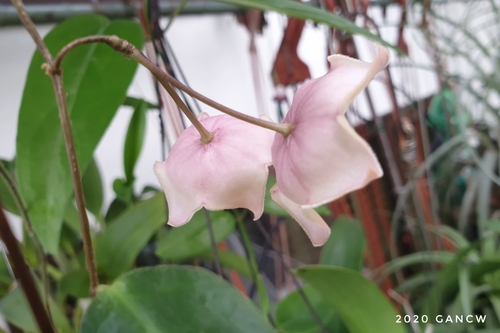 Hoya patella Schltr. 3