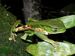 Phyllomedusa burmeisteri