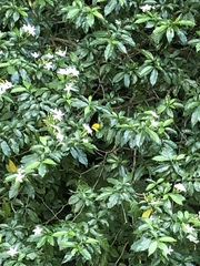 Troides helena cerberus