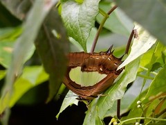 Polyura hebe