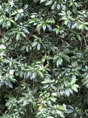 Troides helena cerberus