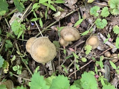 Agrocybe smithii