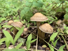 Agrocybe smithii