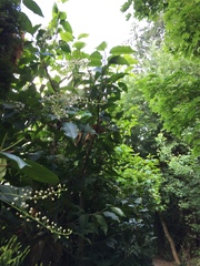 Prunus lusitanica