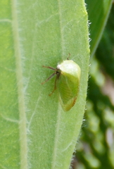Stictocephala lutea