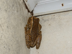 Trachycephalus mesophaeus