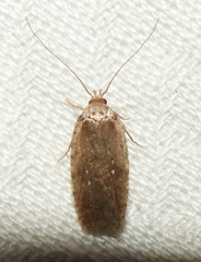 Agonopterix clemensella