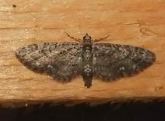 Eupithecia columbiata