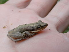 Scinax fuscomarginatus