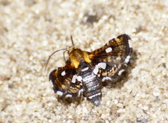 Thyris maculata